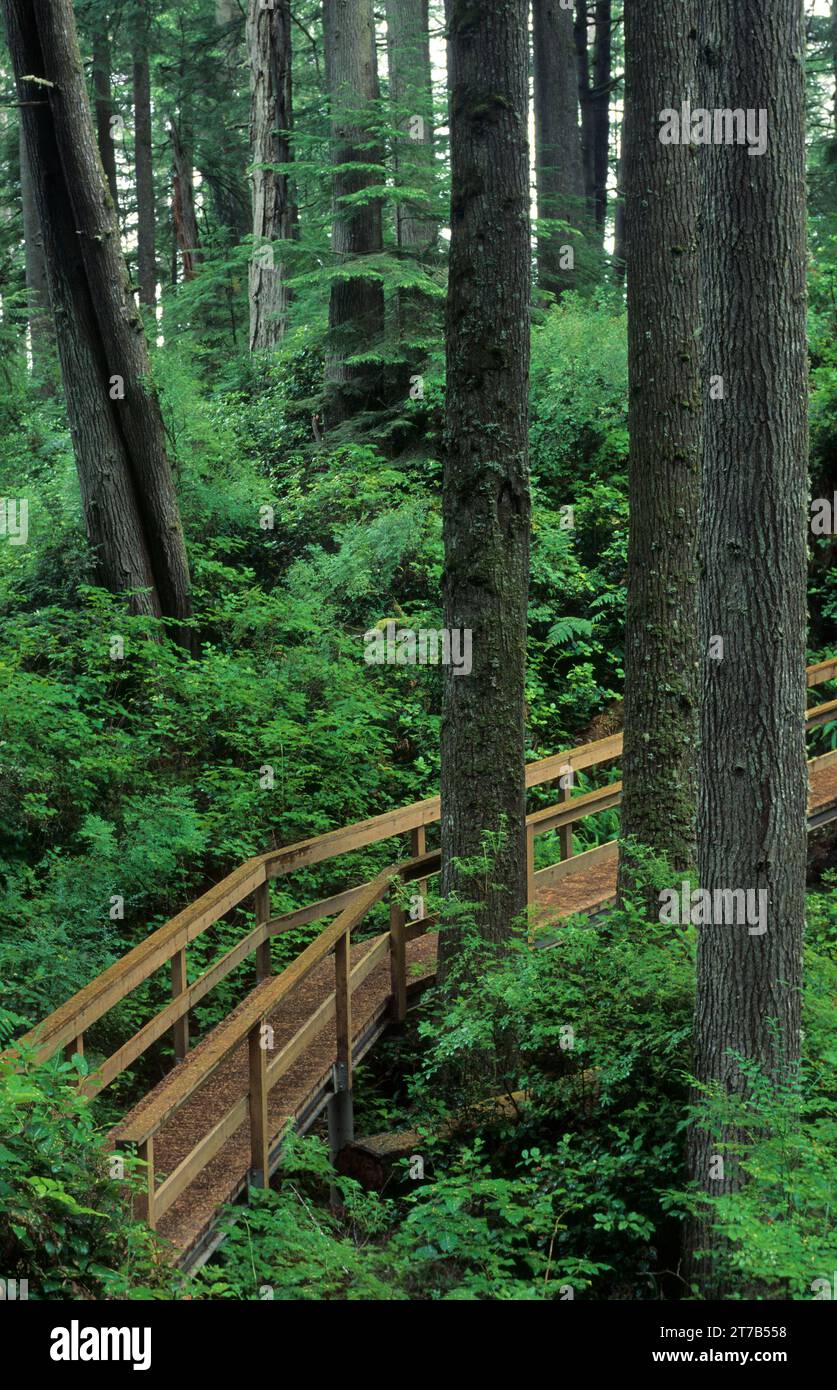 Ancient forest trail, Mike Miller Educational Trail, Newport, Oregon Stock Photo