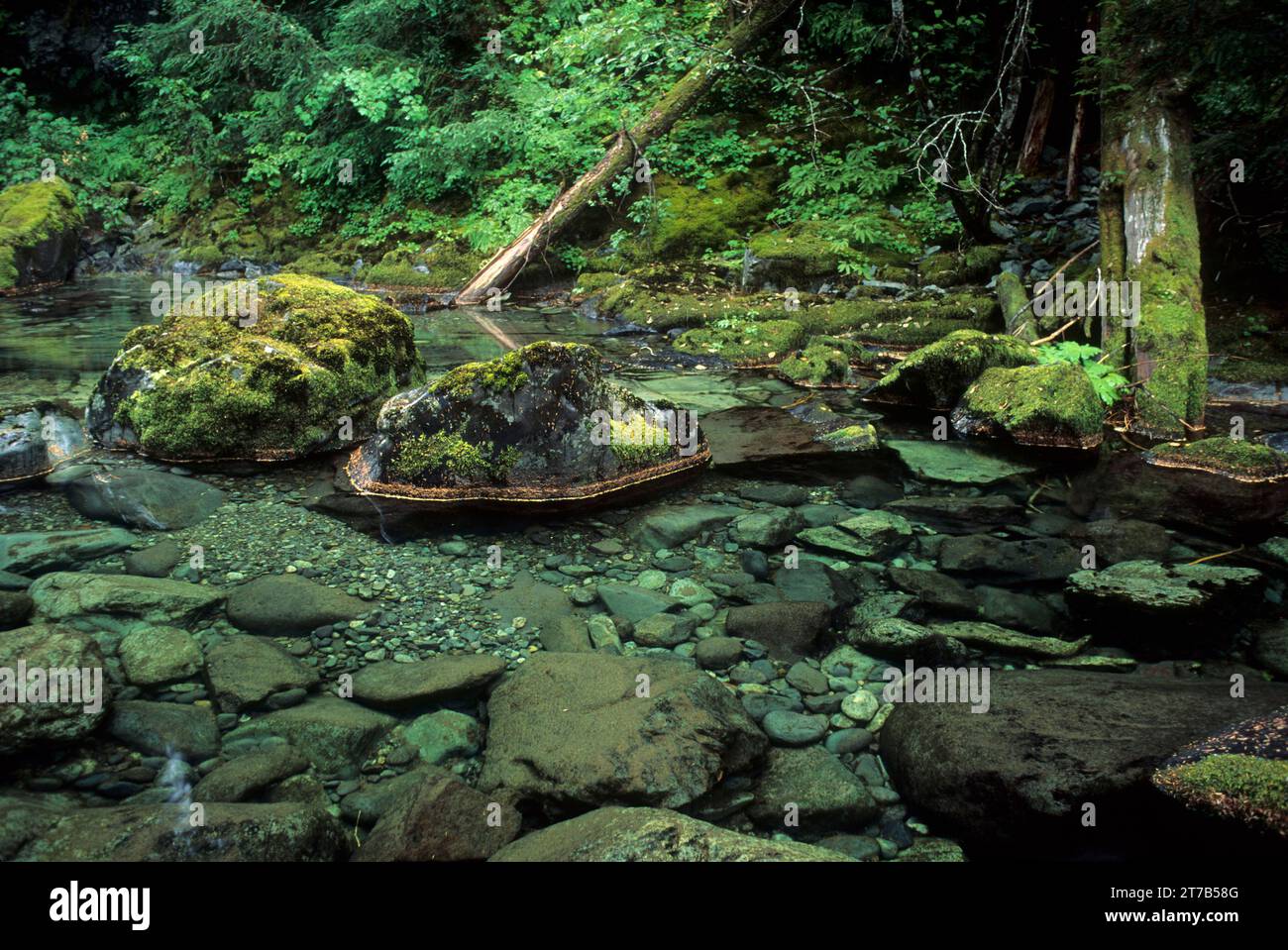 Opal Creek, Opal Creek Scenic Recreation Area, Willamette National Forest, Oregon Stock Photo