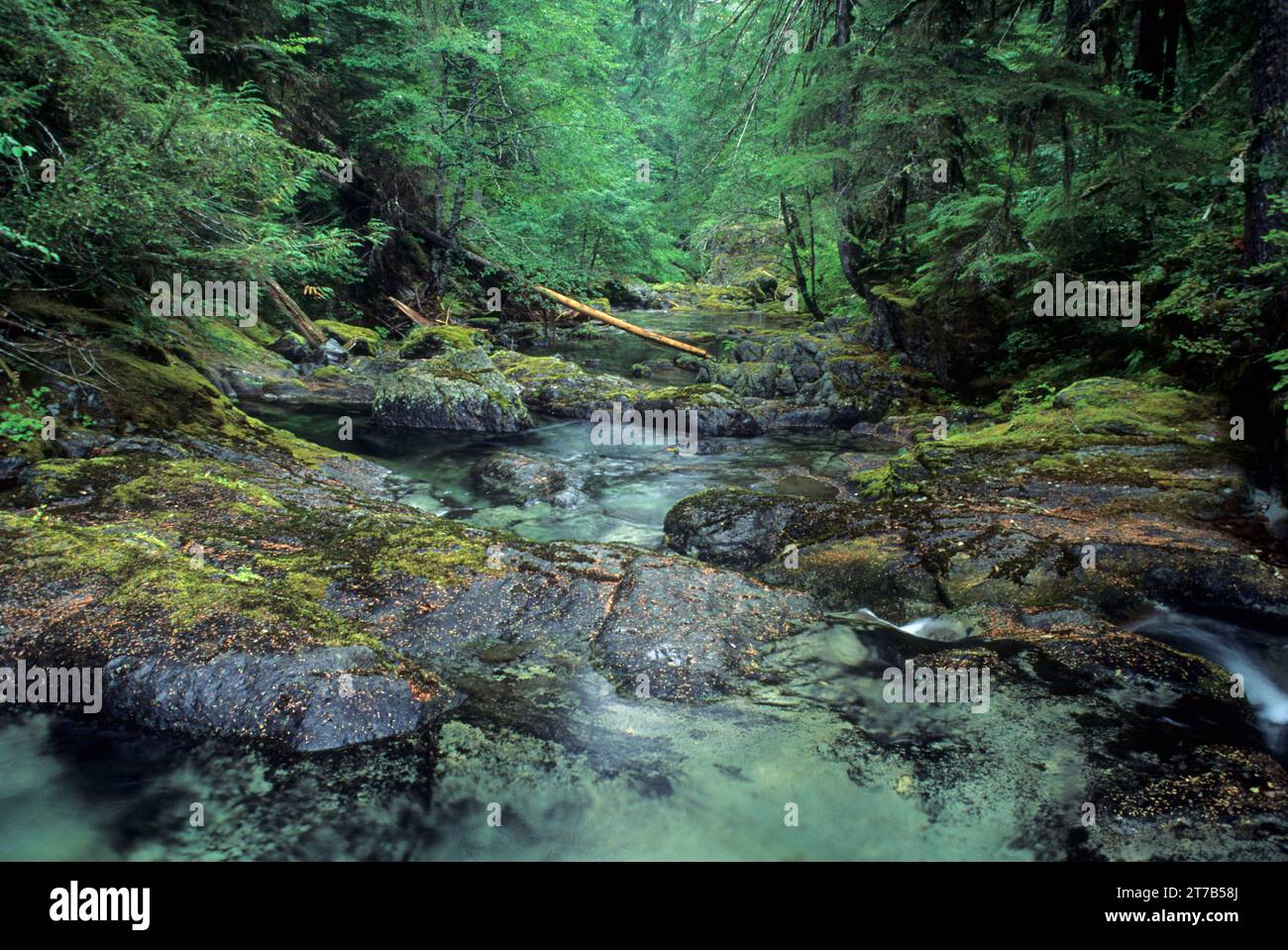 Opal Creek, Opal Creek Scenic Recreation Area, Willamette National Forest, Oregon Stock Photo