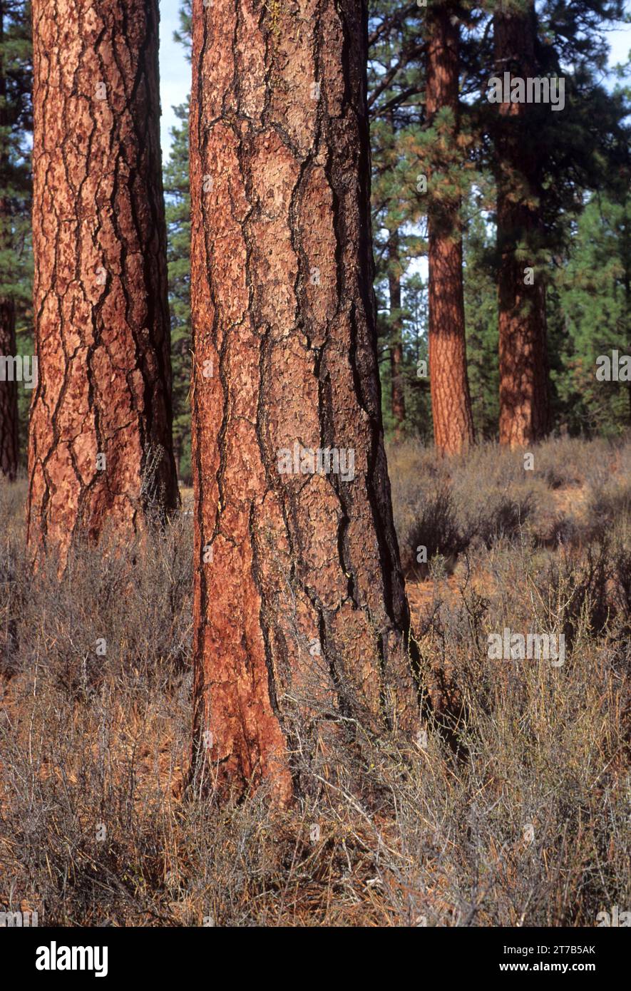 Old growth ponderosa trunks hi-res stock photography and images - Alamy