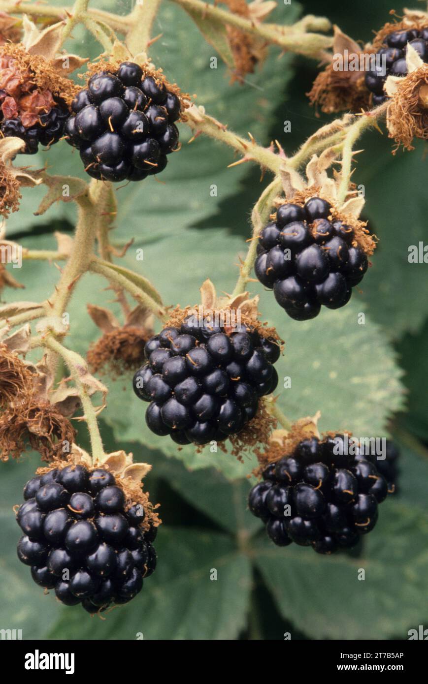 Wild blackberries, Salem, Oregon Stock Photo