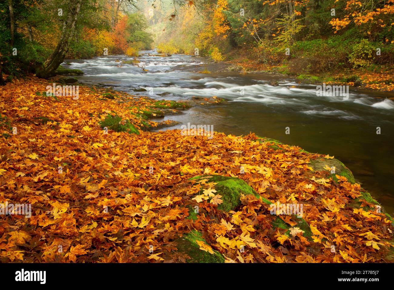 Little Luckiamute River, Michael Harding Park, Falls City, Oregon Stock