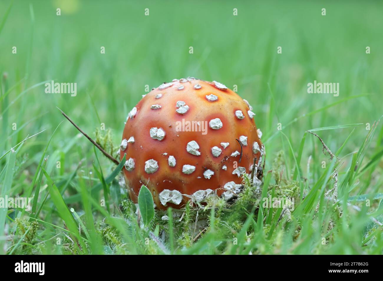 Amanita muscaria, commonly known as the fly agaric or fly amanita, poisonous mushroom from Finland Stock Photo