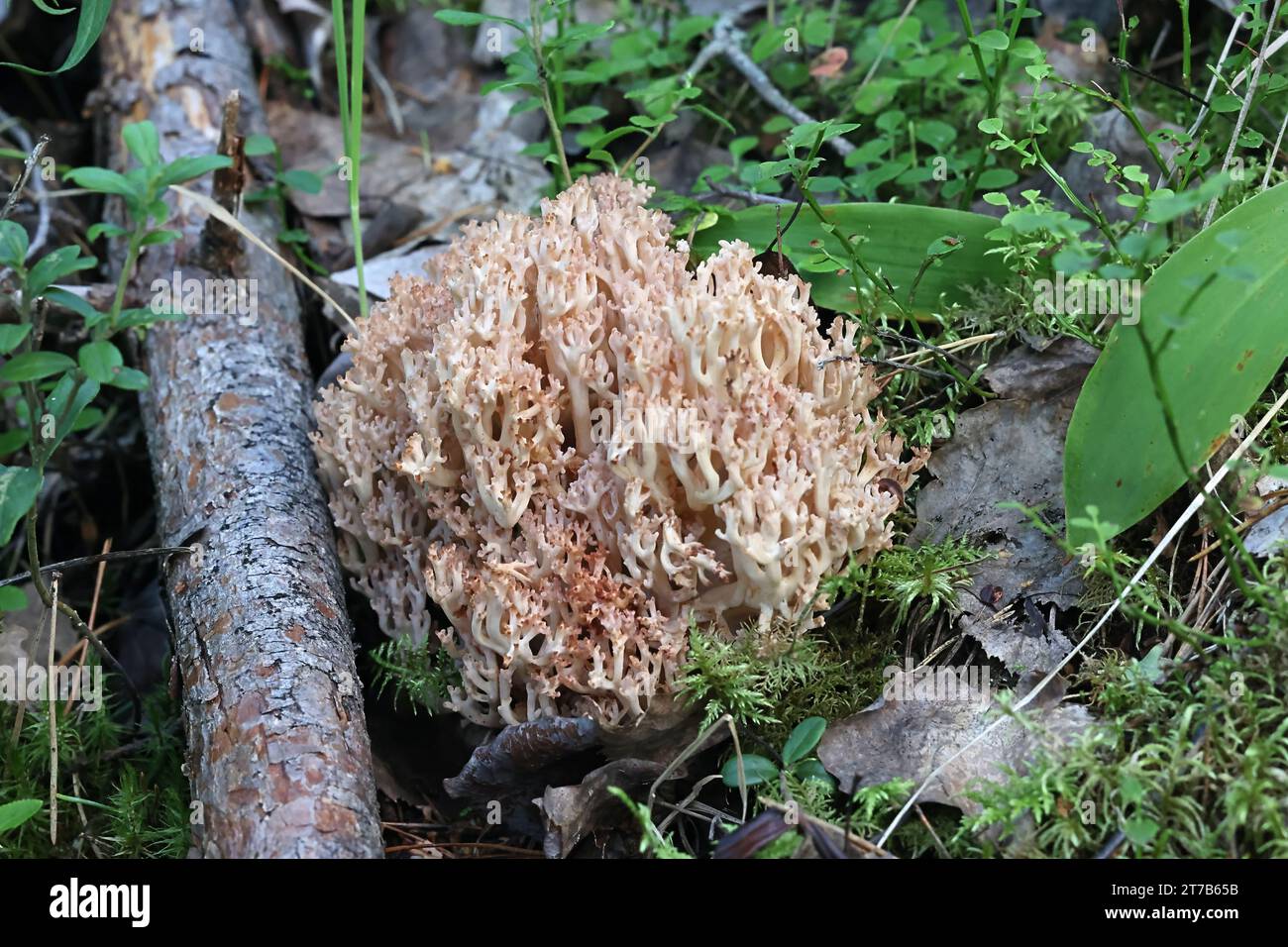 Ramaria botrytis, commonly known as the clustered coral, the pink-tipped coral mushroom, or the cauliflower coral, wild mushroom from Finland Stock Photo