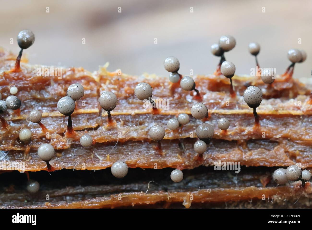 Cribraria piriformis, a slime mold from Finland, no common English name Stock Photo