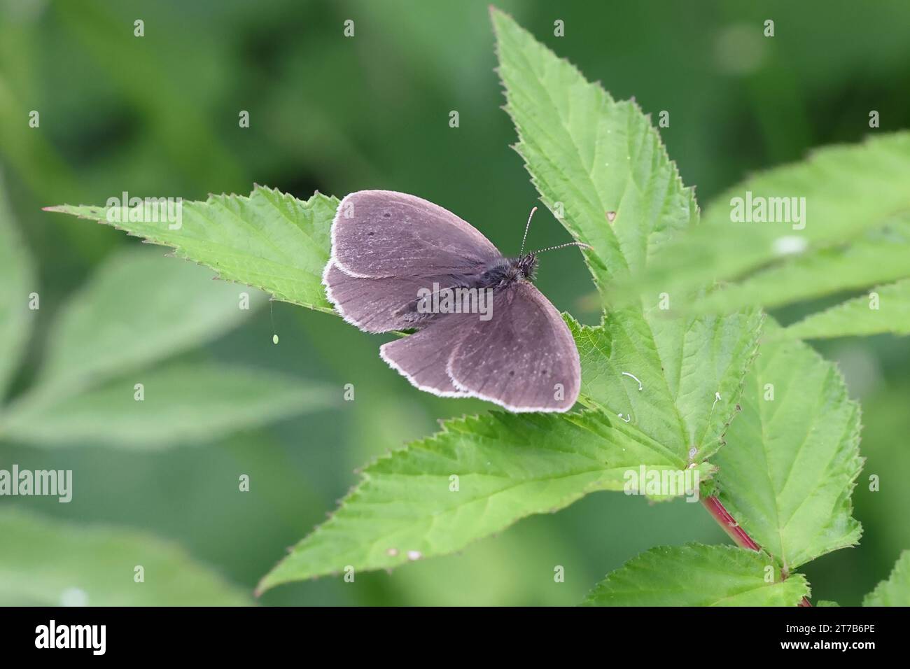 Ringlet, Aphantopus hyperantus, butterfly from Finland Stock Photo