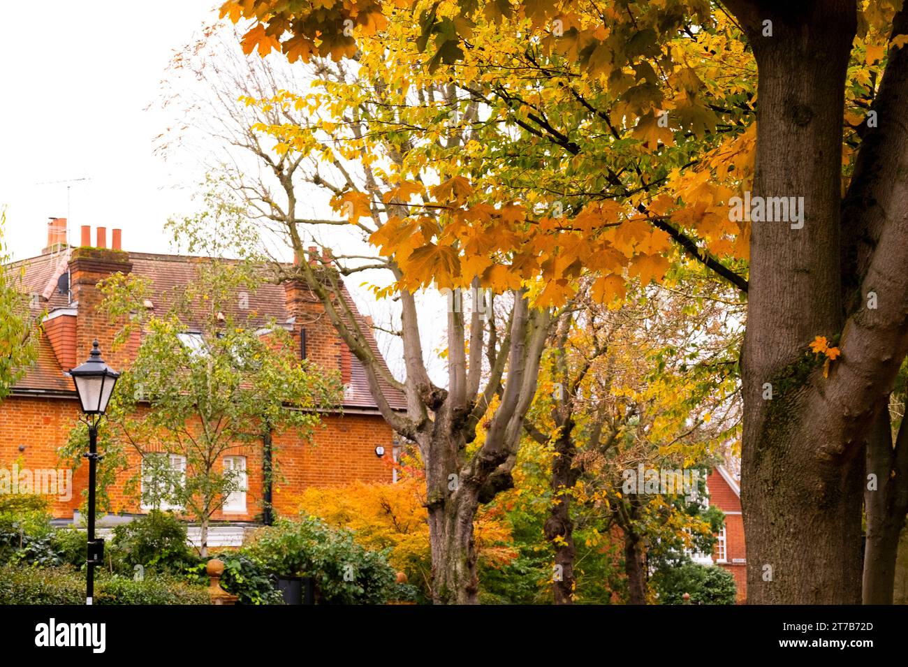 Autumn foliage in Bedford Park, Chiswick, London Stock Photo Alamy