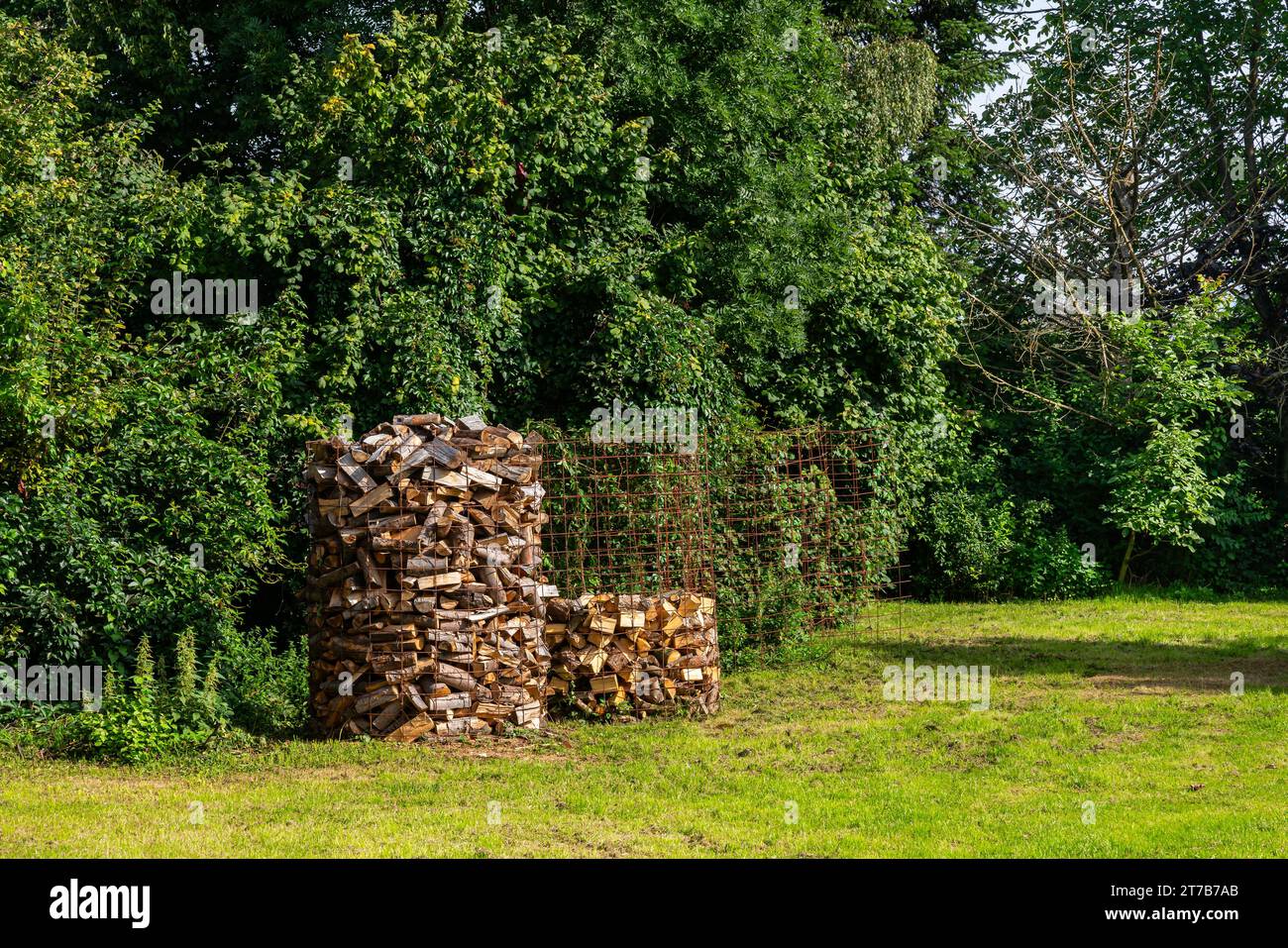 Harvested firewood fenced off with a metal grate at the edge of the forest. Green trees in the background. Stock Photo
