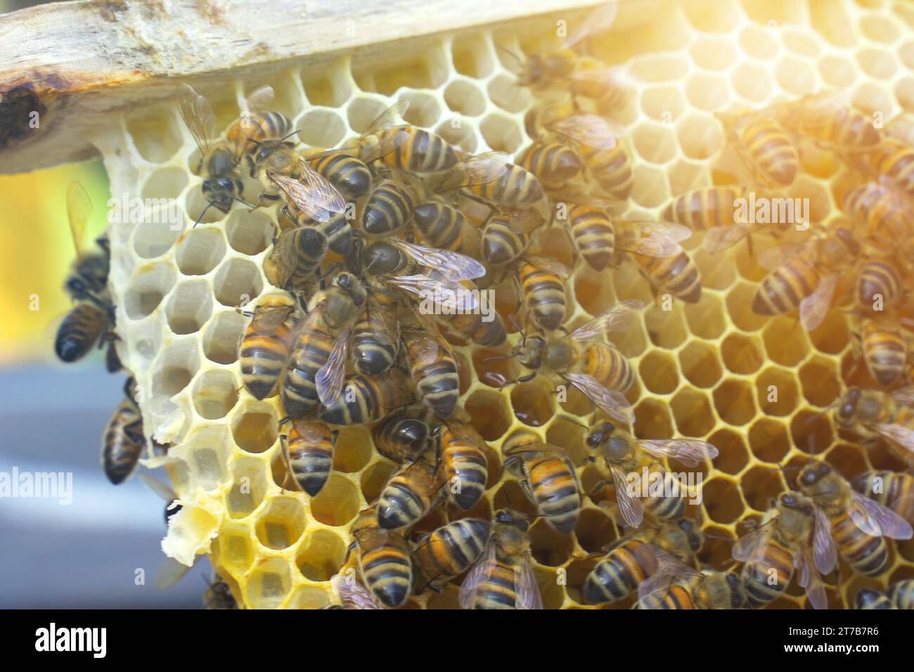 The beekeeper shows the queen bee in a nesting frame among the bees. Agricultural concept. Stock Photo