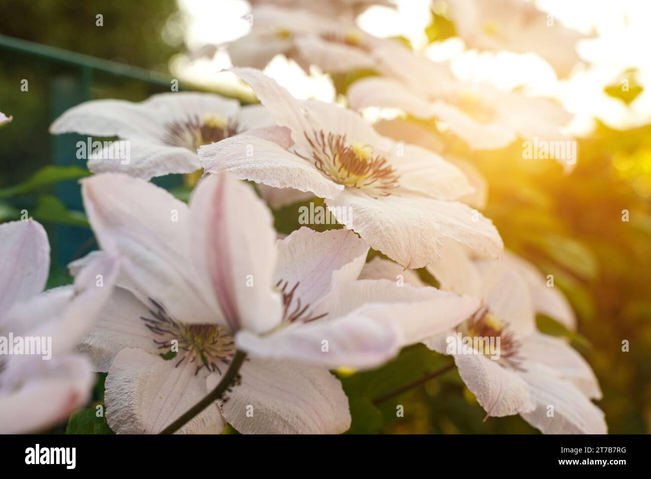 Floral background. Clematis flowers bloom in the flowerbed. Stock Photo