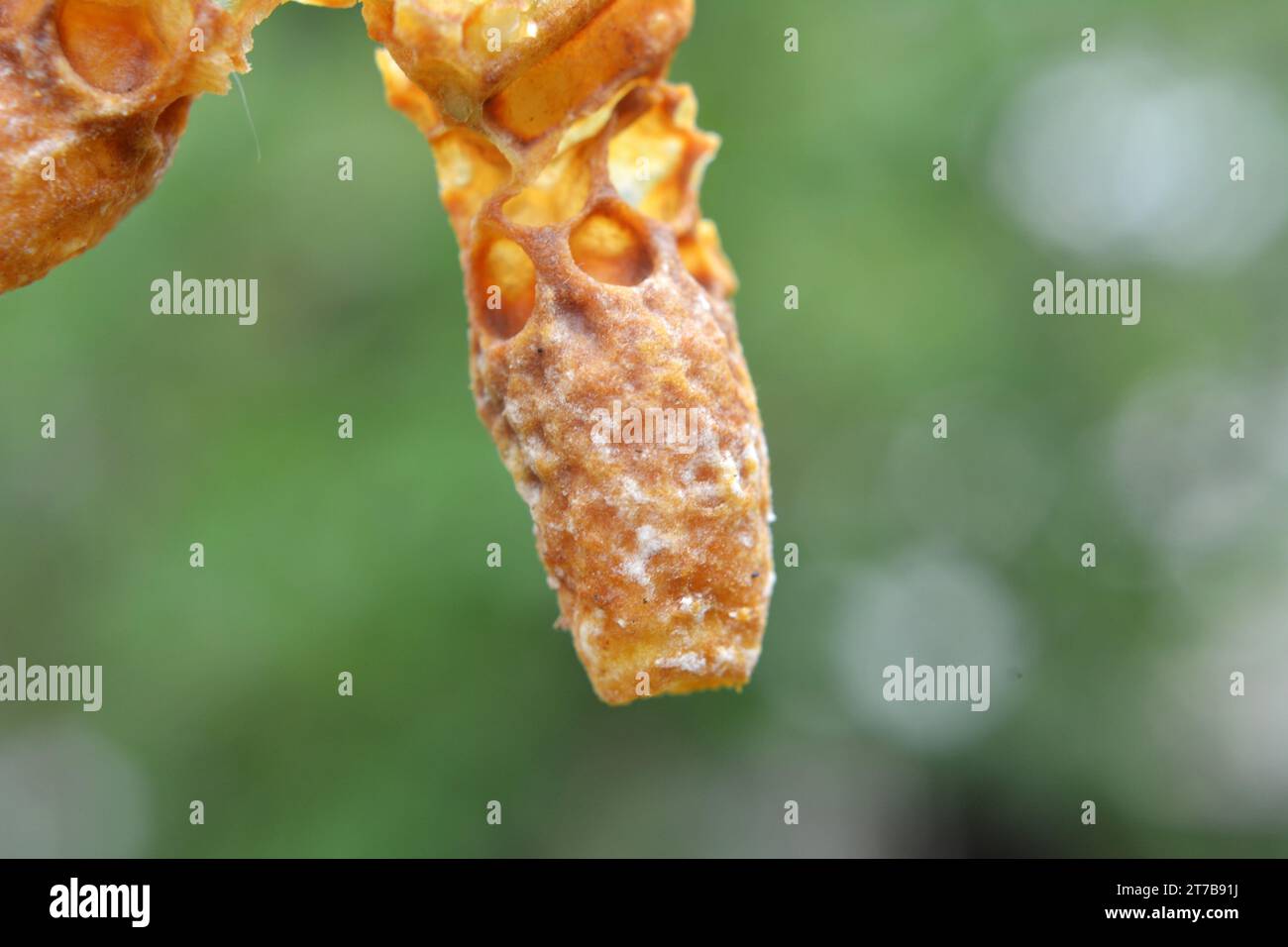 Not closed queen cell honeybee close up Stock Photo