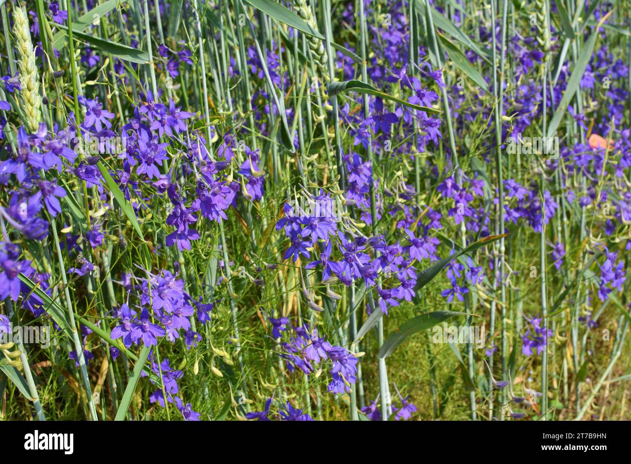 Consolida regalis blooms in the field among crops Stock Photo