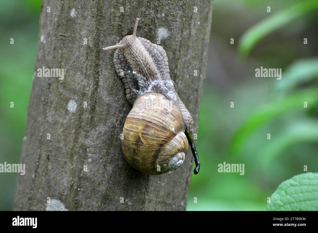 Snails of the active warm season living in the wild Stock Photo