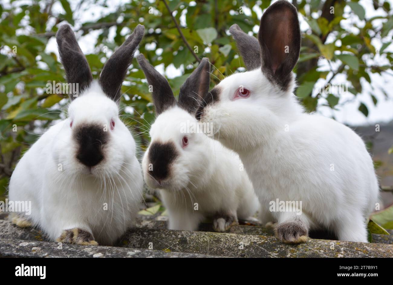 An adult rabbit of the Californian breed Stock Photo - Alamy