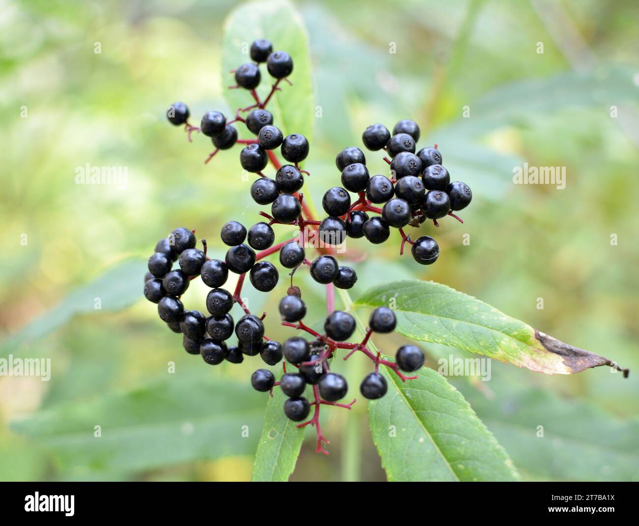 In the wild berries ripe on black grassy elder  (Sambucus ebulus) Stock Photo