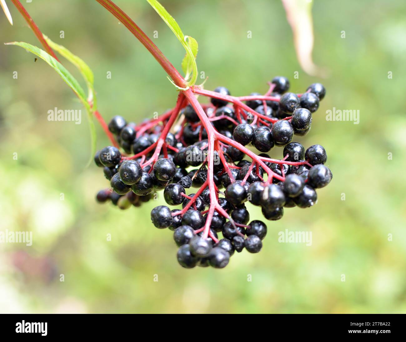 In the wild berries ripe on black grassy elder  (Sambucus ebulus) Stock Photo