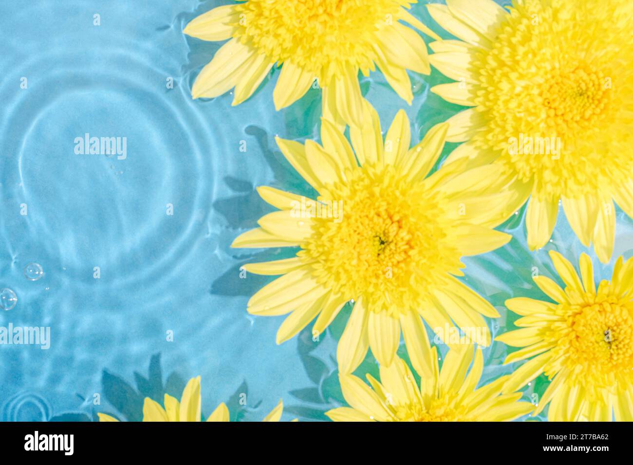 Yellow chrysanthemum flowers on blue water background with water bubbles. Top view, copy space. Stock Photo