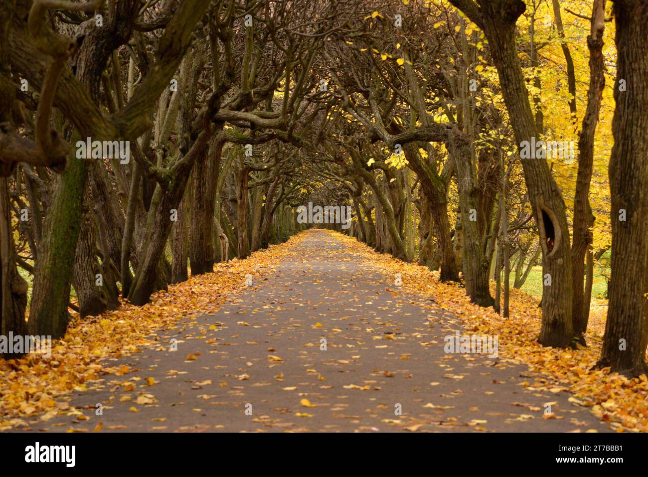 Empty alley and tree tunnel in the Autumn in Oliwa Park or Park Oliwski in Gdansk, Poland, Europe, EU Stock Photo