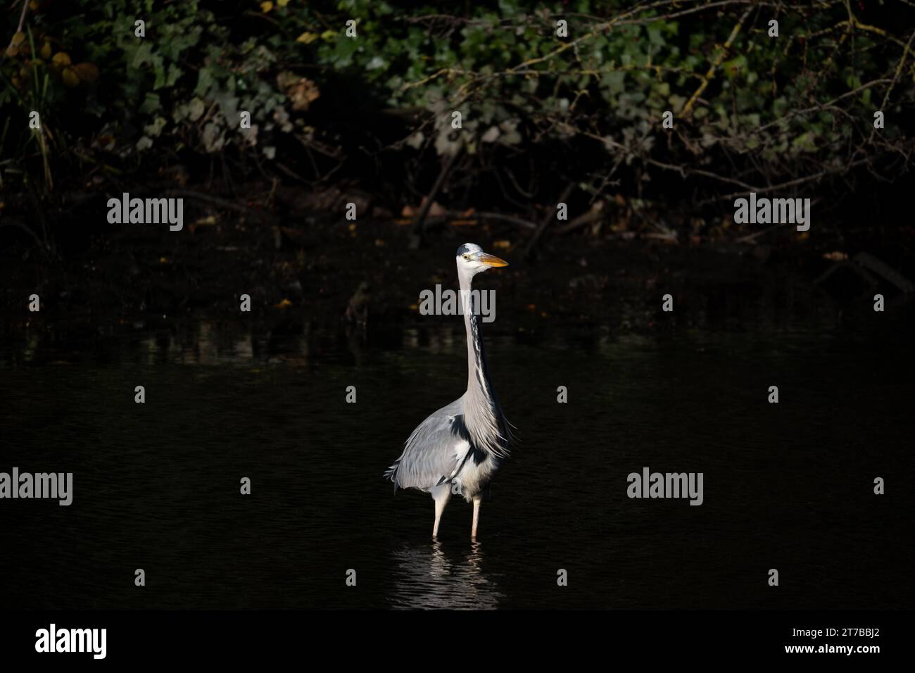 A Grey Heron in the Dudley No.1 Canal, Brierley Hill, West Midlands, England, UK Stock Photo