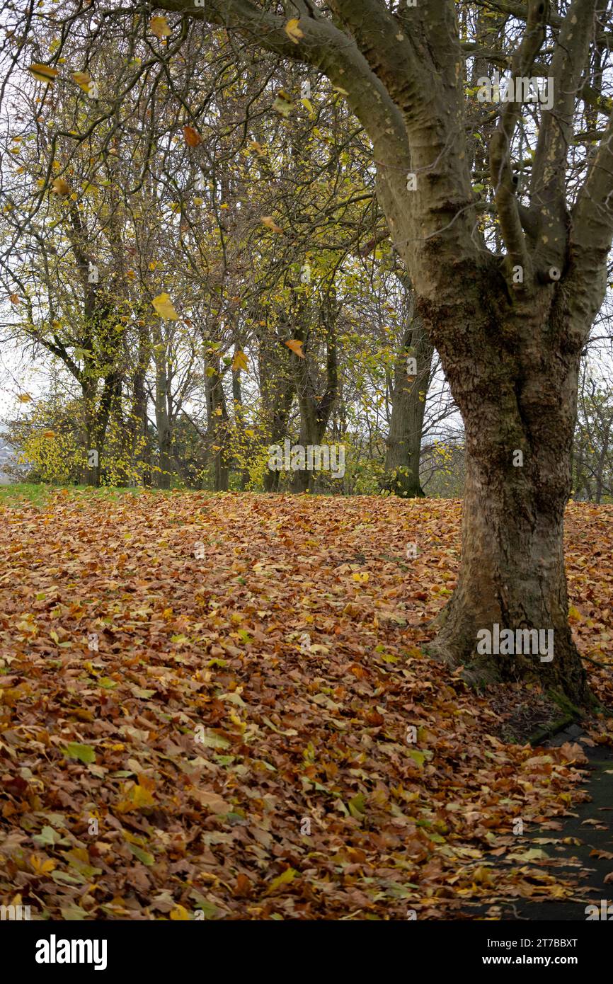 Marsh Park and Lawyers Field in autumn, Brierley Hill, West Midlands, England, UK Stock Photo