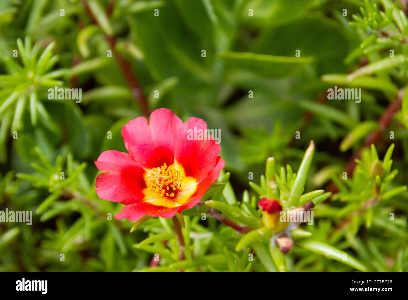 Portulaca grandiflora is a plant in the purslane family Portulacaceae.  It has many names, including rose moss, eleven o'clock, Mexican rose, sun rose Stock Photo
