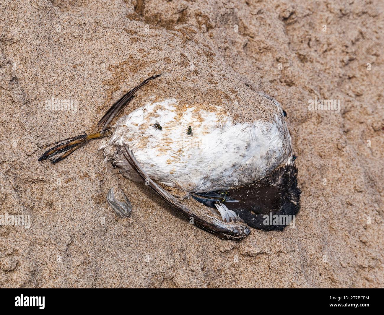 Guillemot, Uria aalge, dead on Cambois beach, Northumberland, UK during a bird flu epidemic. Stock Photo
