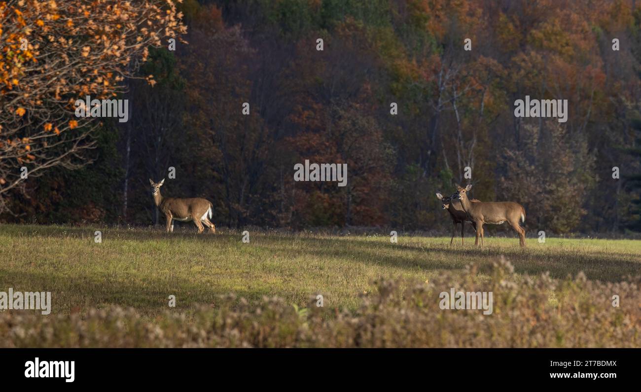 Whitetails on an autumn evening in northern Wisconsin. Stock Photo