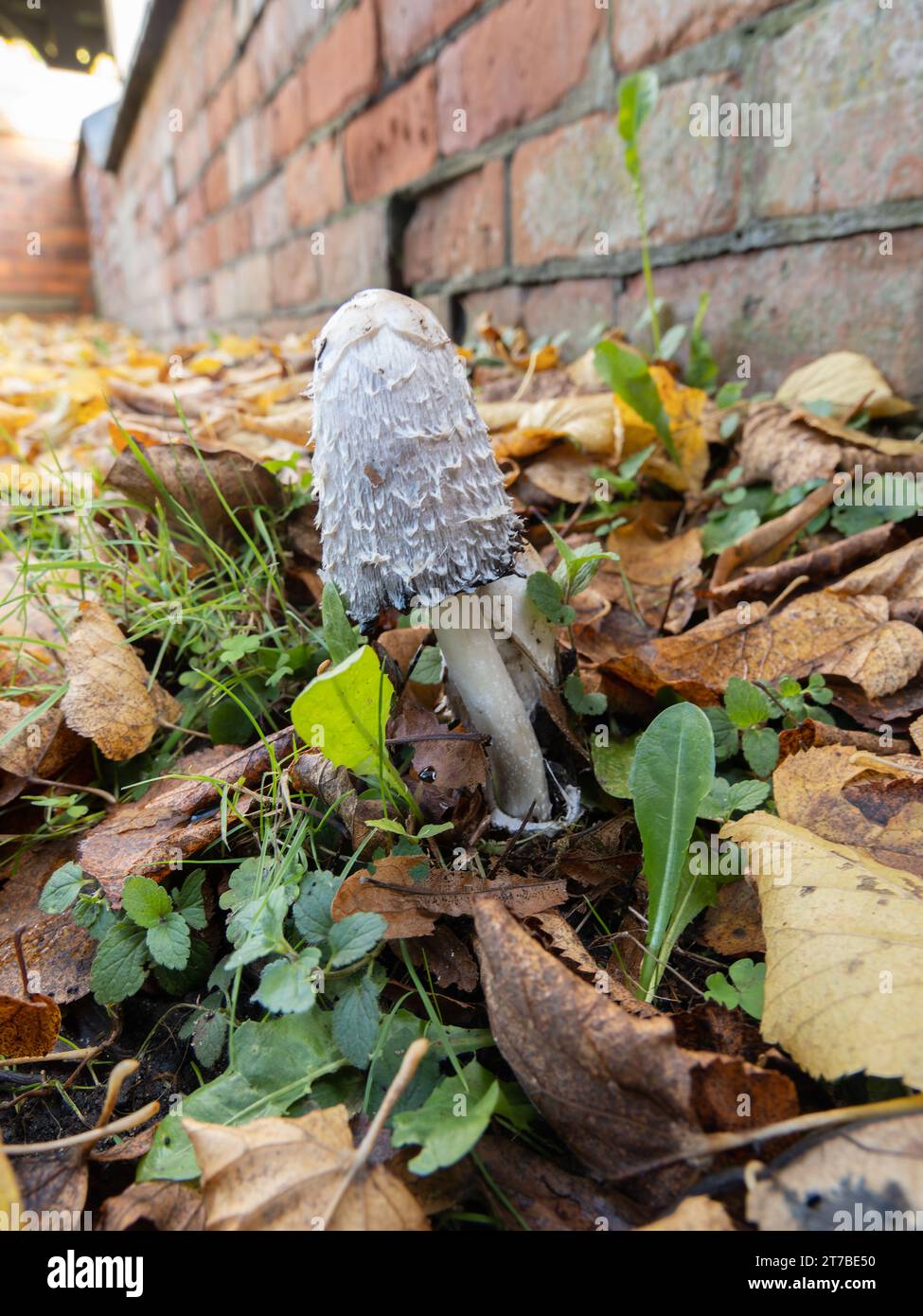 Coprinus comatus, known as the shaggy ink cap, lawyer's wig, or shaggy mane fungus. Stock Photo