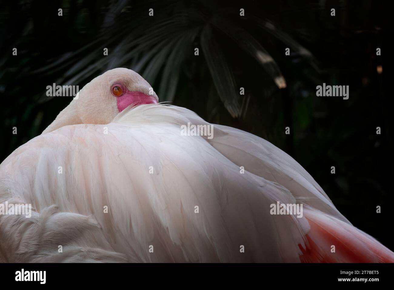 Flamingo hiding face hi-res stock photography and images - Alamy