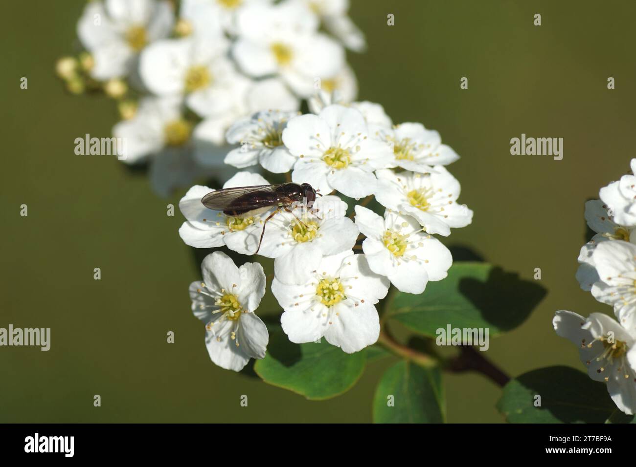Closeup female hoverfly Melanostoma scalare, Syrphidae on white flowering Spiraea nipponica snowmound. Rose family (Rosaceae). Spring. Dutch garden, Stock Photo