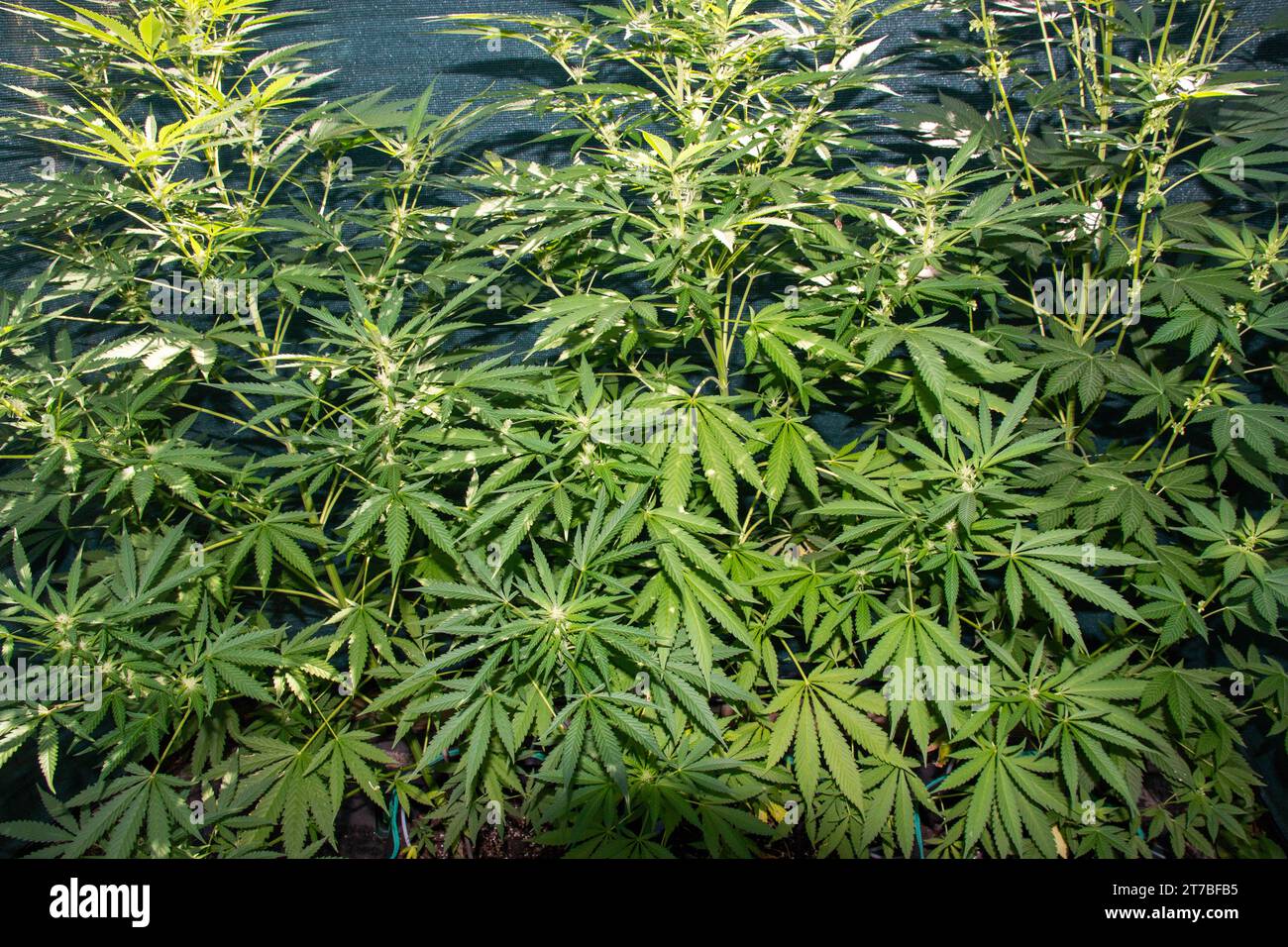 Side view of many marijuana plants growing in a garden for personal use. Stock Photo