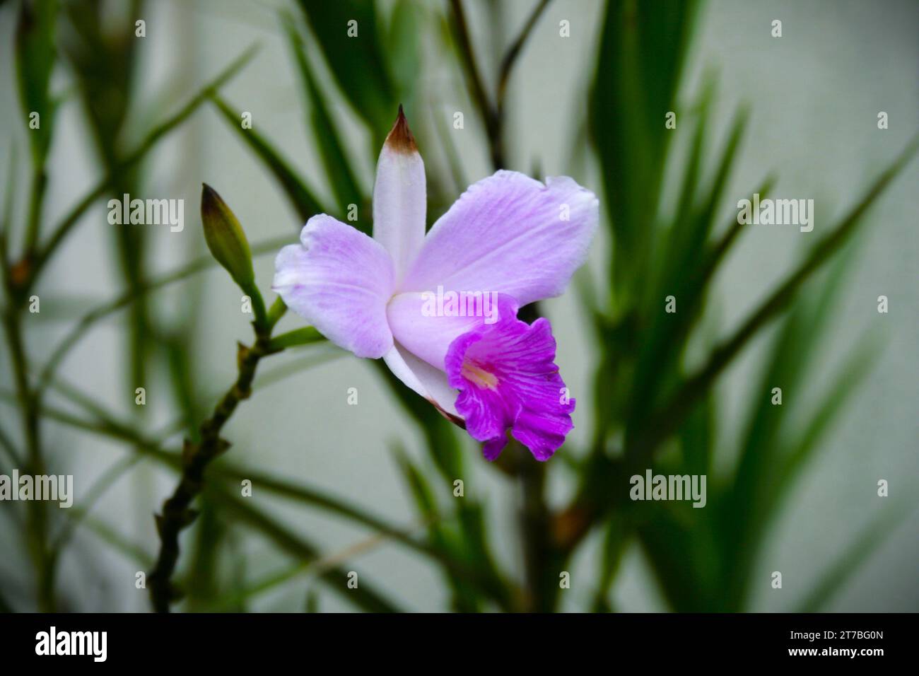 Bamboo Orchid, Arundina Graminifolia, Pink And Purple Flower Stock Photo