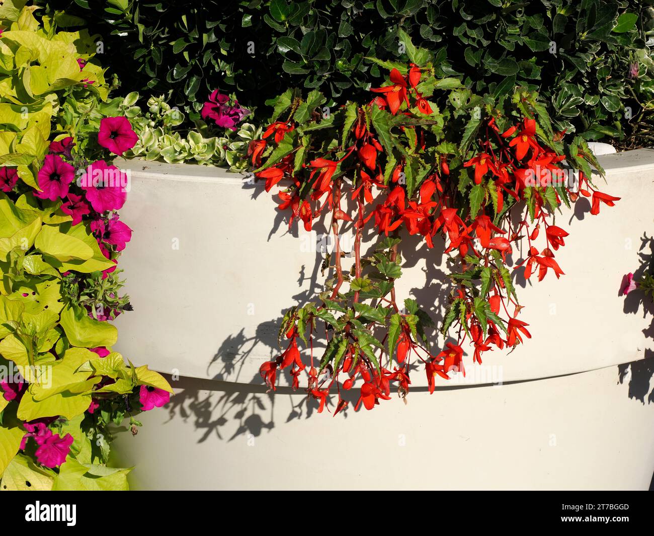 Red begonias in a flowerpot in the region Somme in France Stock Photo