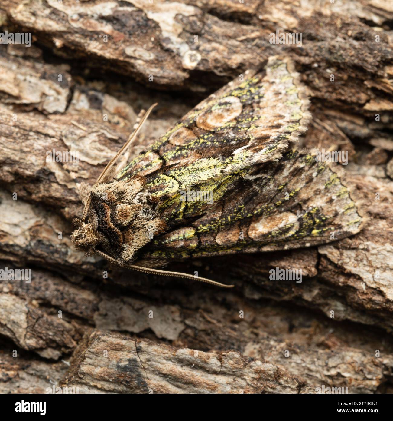 Allophyes oxyacanthae, the Green-brindled Crescent moth, resting on the bark of a tree. Stock Photo