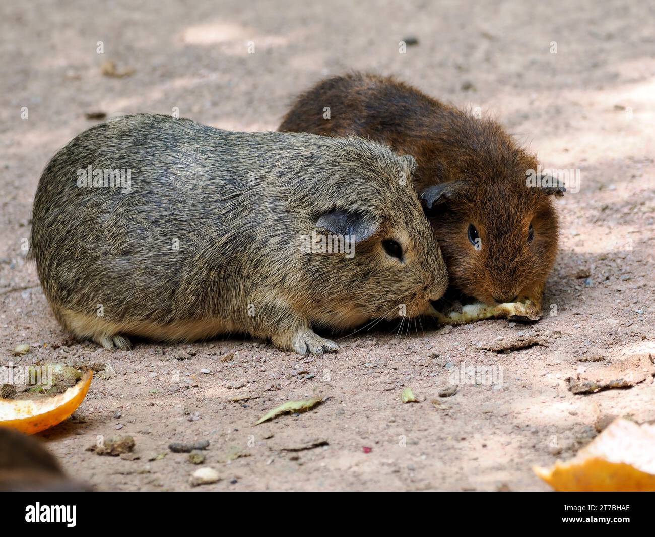 Closeup of two guinea pigs (Cavia porcellus) eating fruits Stock Photo