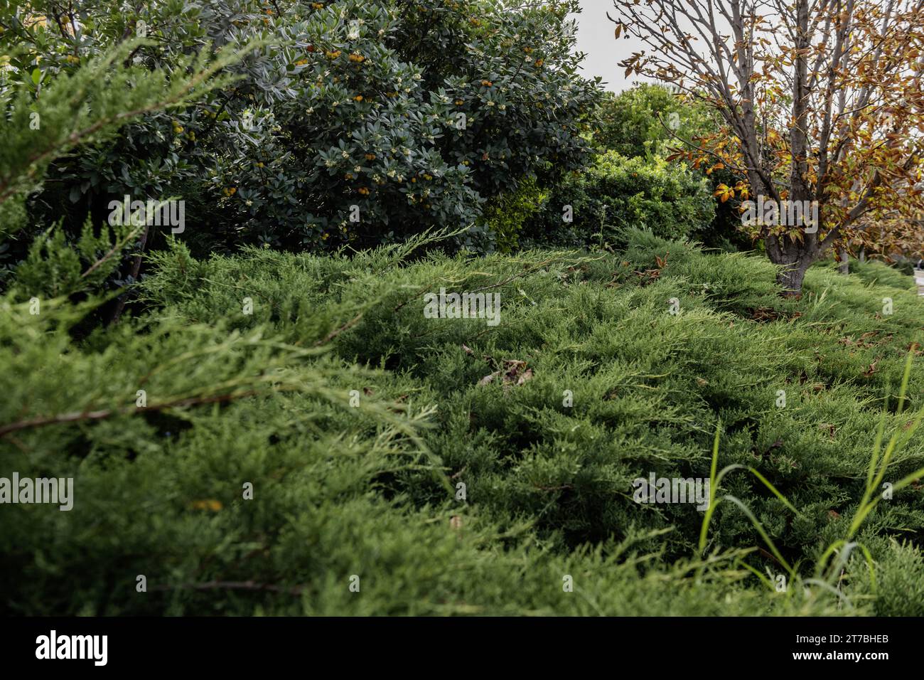 Hedges and trees in an urban park in the city of Madrid Stock Photo