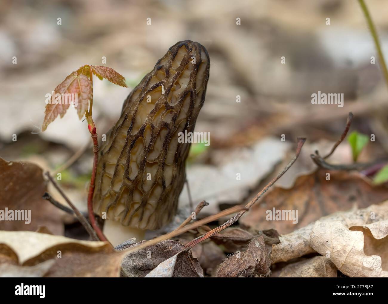 Close up Young Black Morel Mushrooms (Morchella elata) poking through