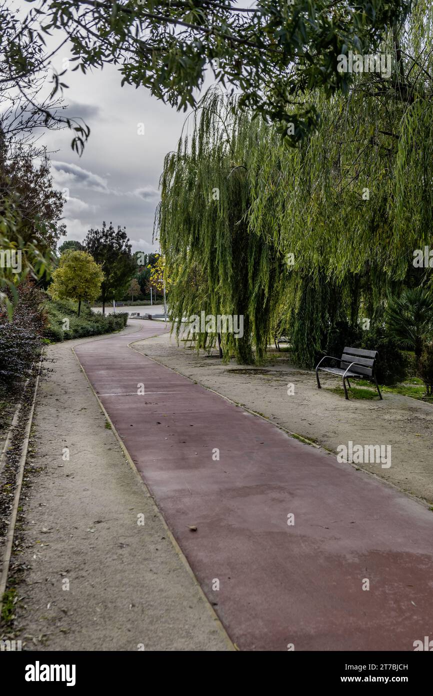 Sandy pathway surrounded trees hi-res stock photography and images - Alamy