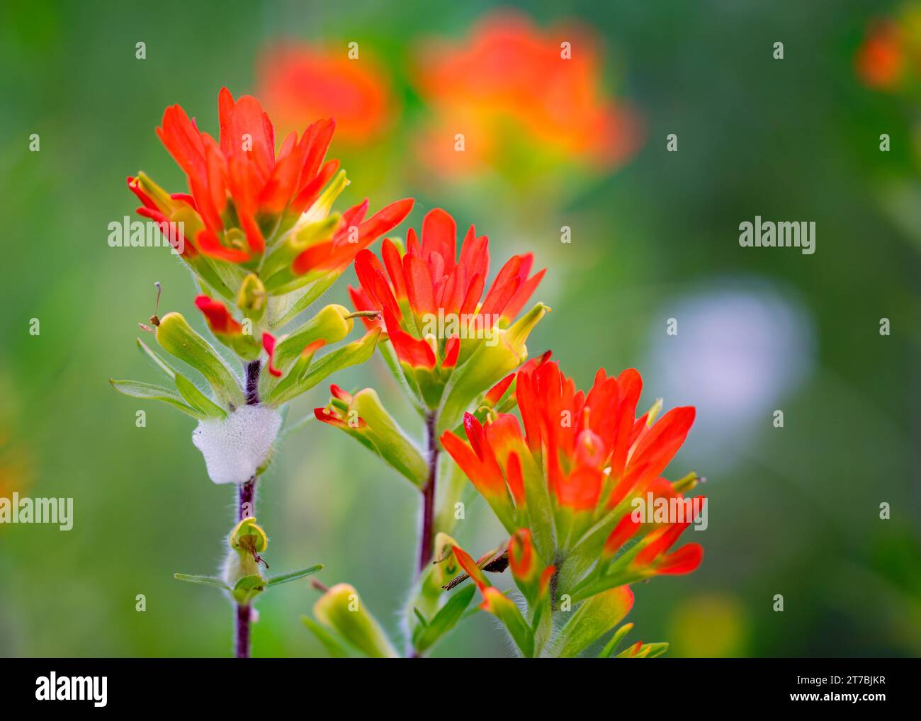 Close up macro of Indian Paint Brush (Castilleja) wildflower red blossoms with White Asters (Symphyotrichum ericoides) in the background in Minnesota Stock Photo