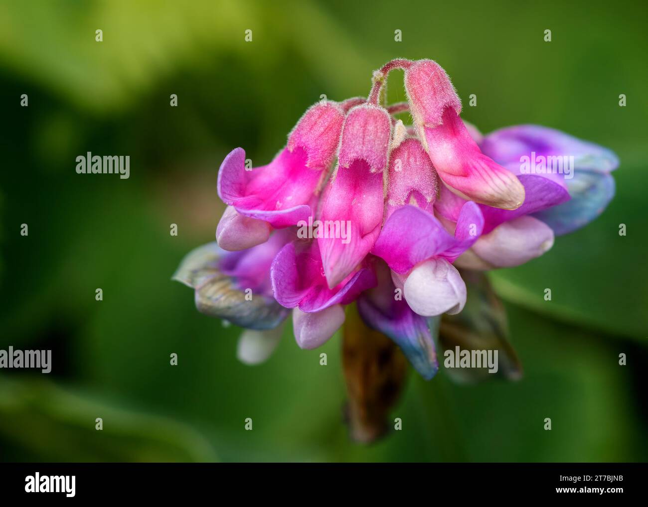Close of of Bush Vetchling (Lathyrus venosus) wildflower pink blossoms with nice bokeh growing in the Chippewa National Forest, northern Minnesota USA Stock Photo