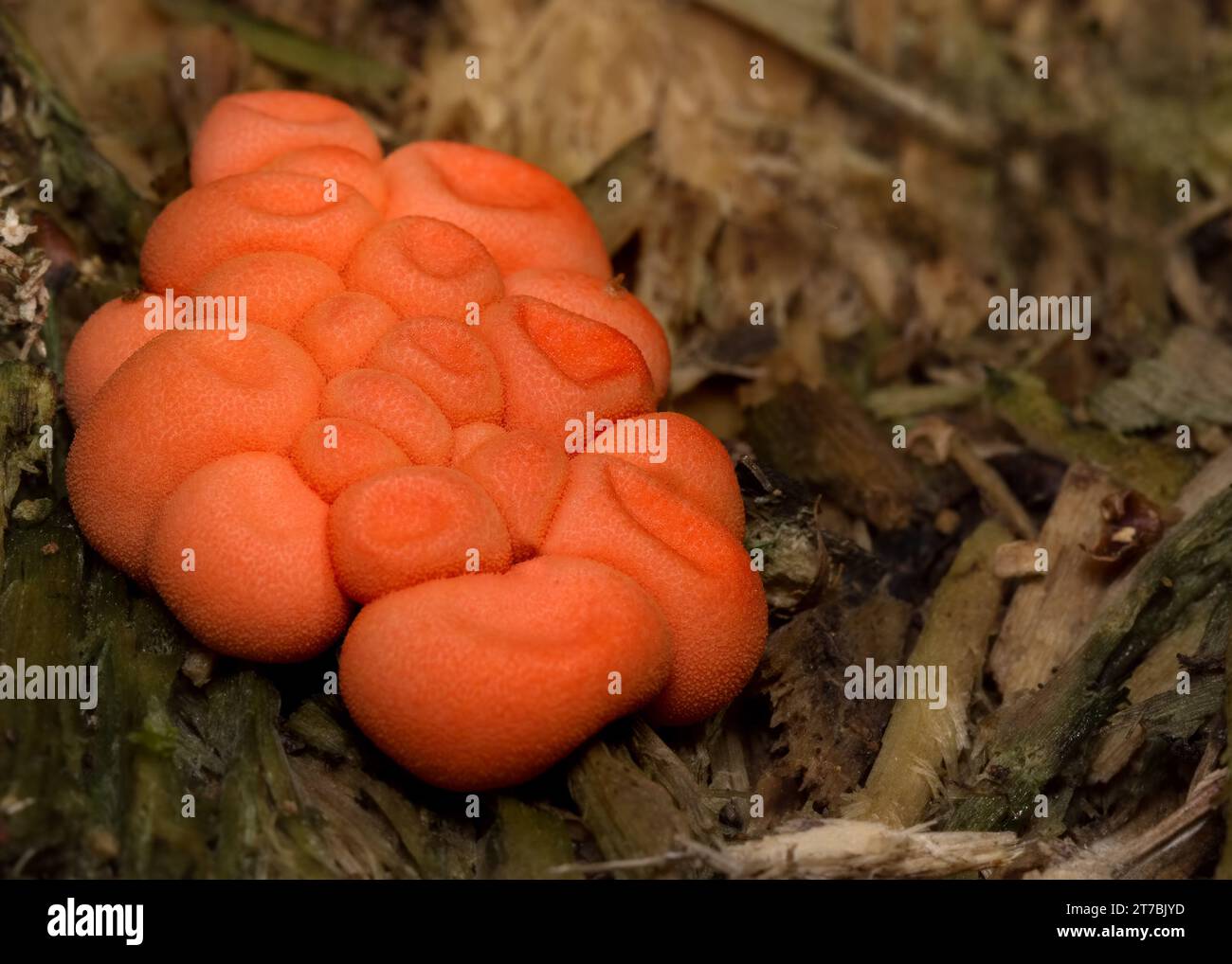 Close of of Wolf's Milk (Lycogala Epidendrum) slime mold fruiting bodies growing in the Chippewa National Forest, northern Minnesota USA Stock Photo