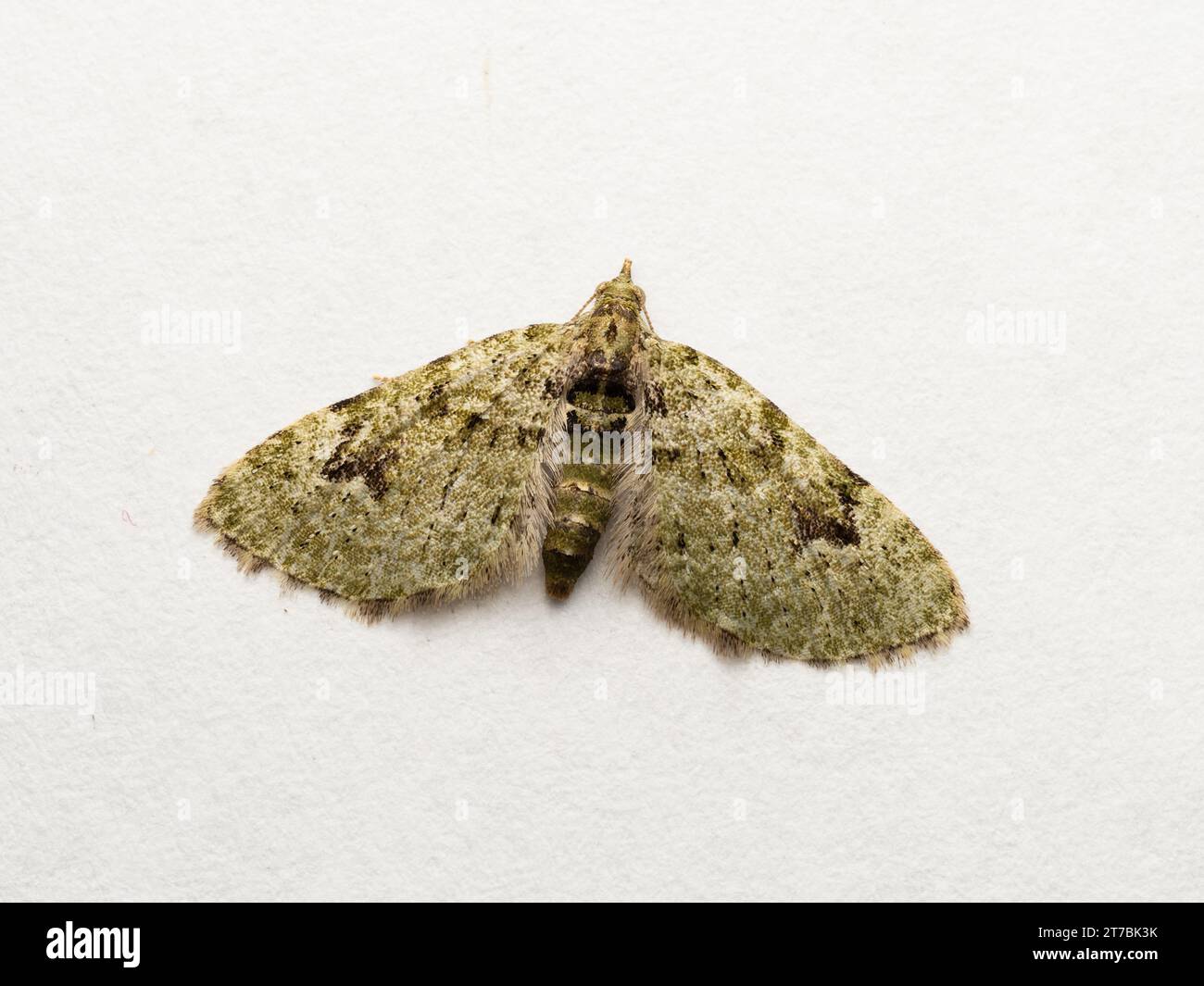 A V-pug moth, Chloroclystis v-ata, perched on a white background. Stock Photo