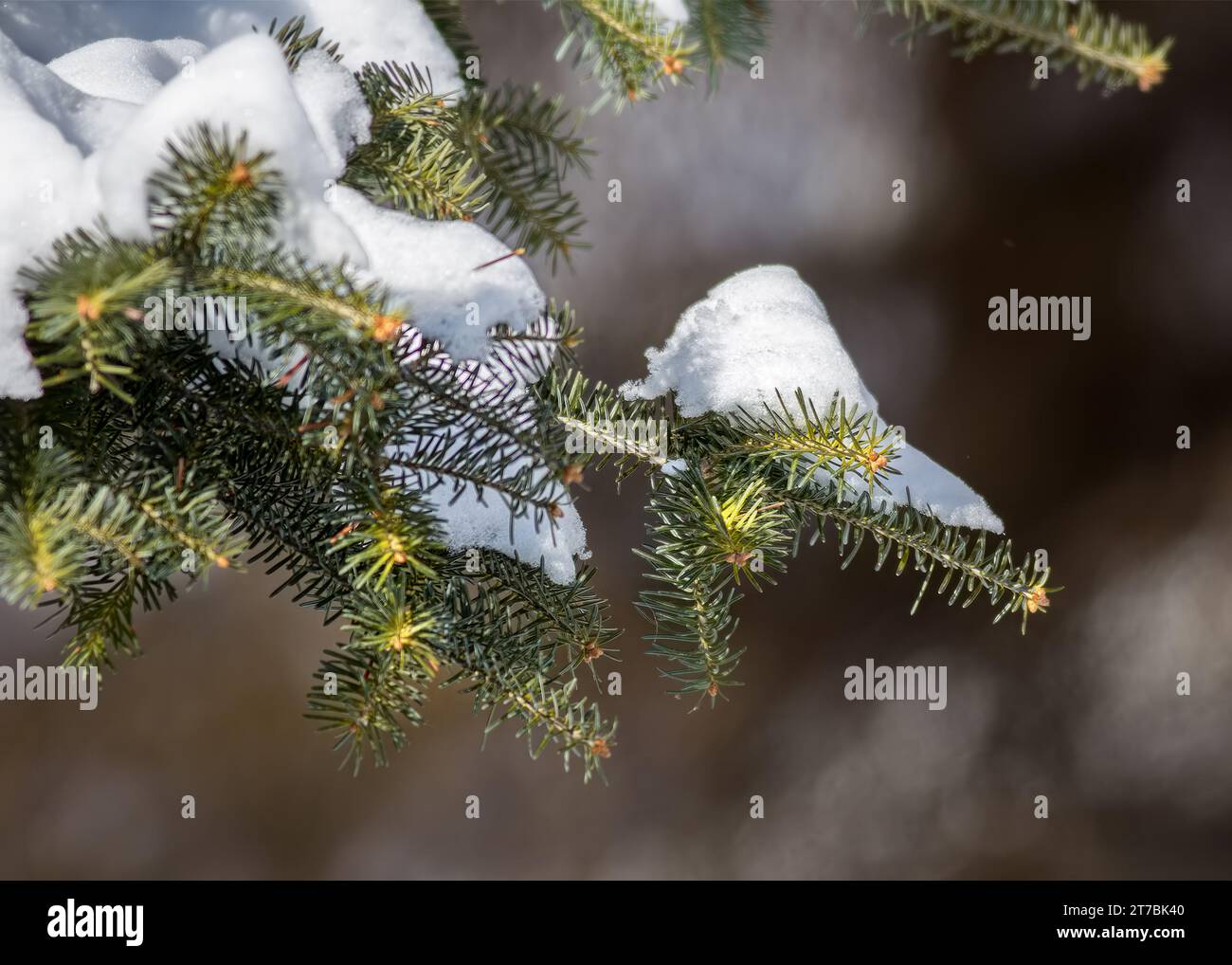 Close up of a White Spruce (Picea glauca) snow covered bough growing in the Chippewa National Forest, northern Minnesota USA Stock Photo
