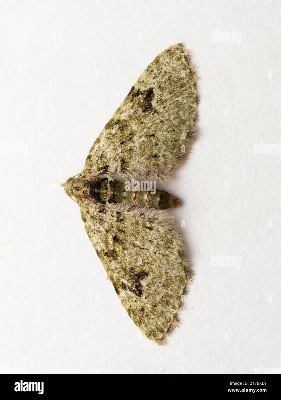 A V-pug moth, Chloroclystis v-ata, perched on a white background. Stock Photo