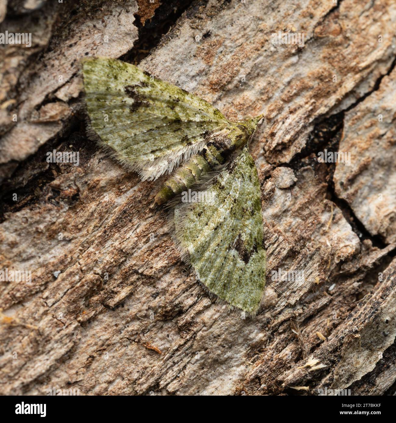 A V-pug moth, Chloroclystis v-ata, perched on the bark of a tree. Stock Photo