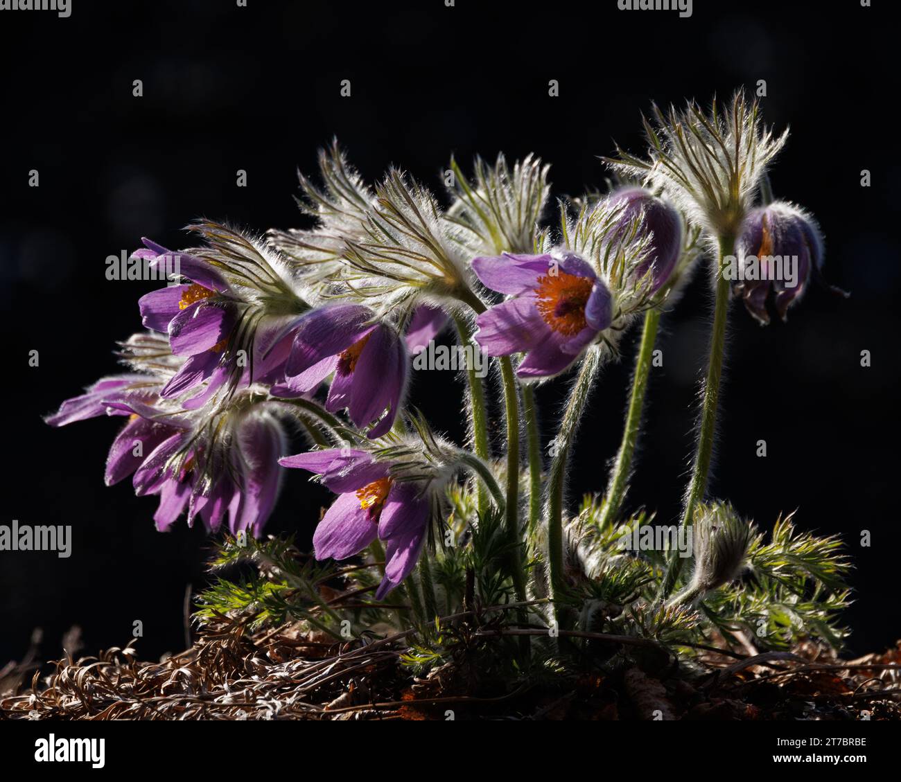 Backlit Pasque Flowers Stock Photo