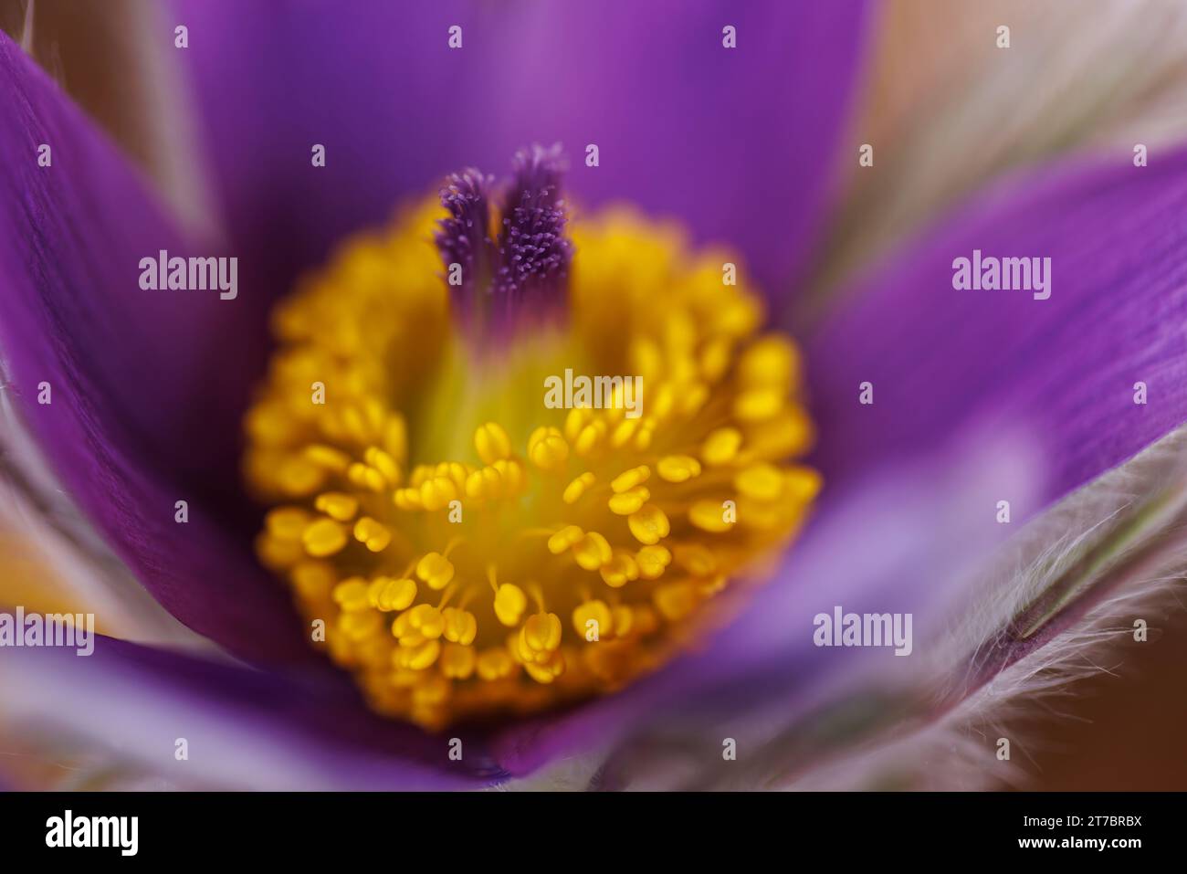 A macro image of a Pulsatilla vulgaris flower. Stock Photo