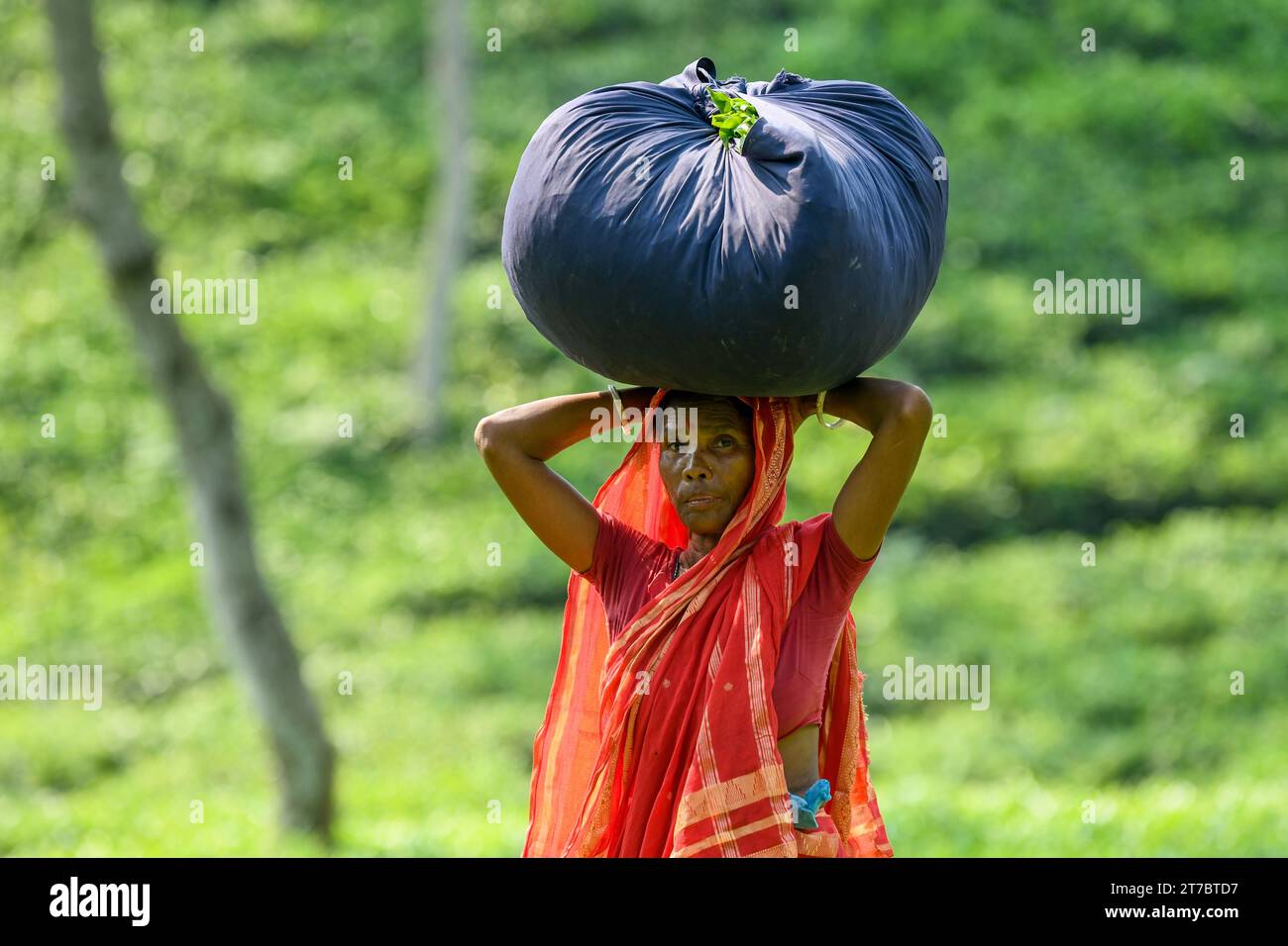 A female worker seen heading back with her picked tea at the tea garden in Moulvibazar. Tea Plucking is a specialized skill. Two leaves and a bud need to be plucked in order to get the best taste of tea and more profits. The calculation of daily wage is 170tk (1.60$) for plucking at least 22-23 kg leaves per day for a worker. The area of Sylhet has over 150 gardens including three of the largest tea gardens in the world. Nearly 300,000 workers are employed on the tea estates of which over 75% are women. Working conditions and wages are considered to be very low. (Photo by Piyas Biswas/SOPA I Stock Photo