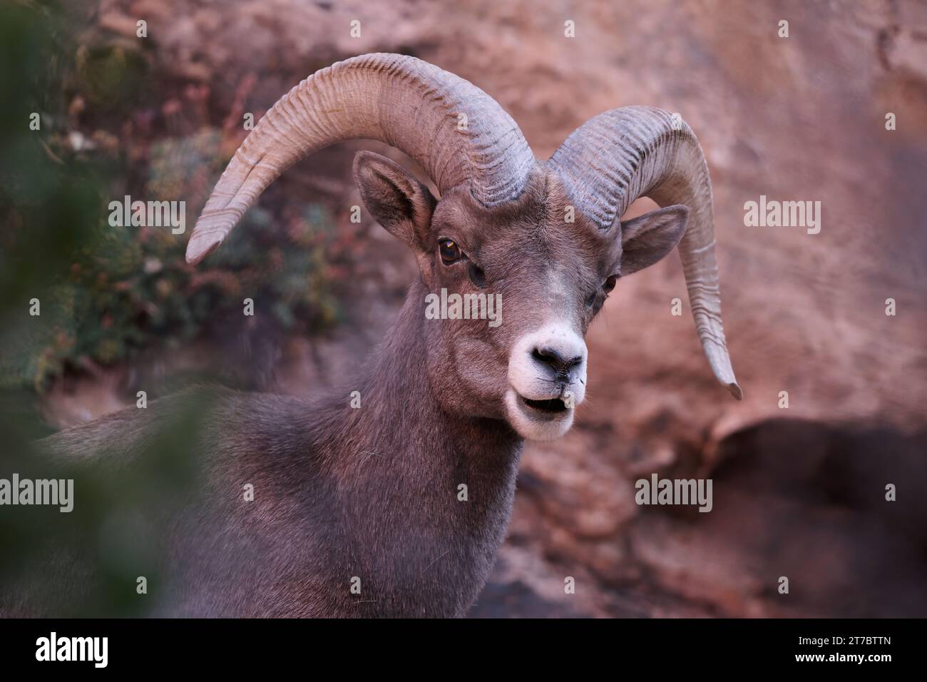 Zion's desert bighorn sheep Stock Photo