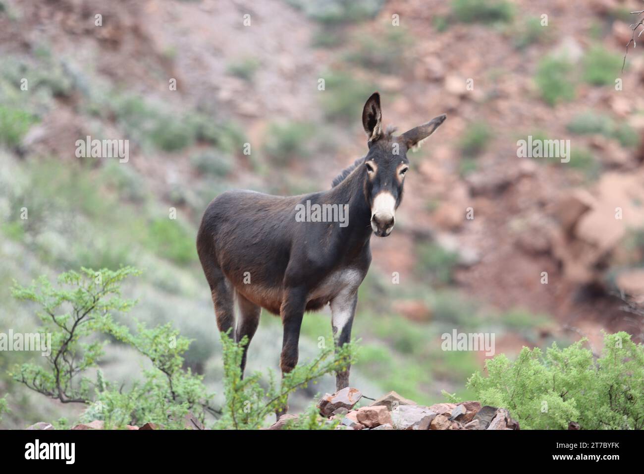 6th, january, 2022; Salta, Argentina. A wild and curious donkey on the side of the road. Stock Photo